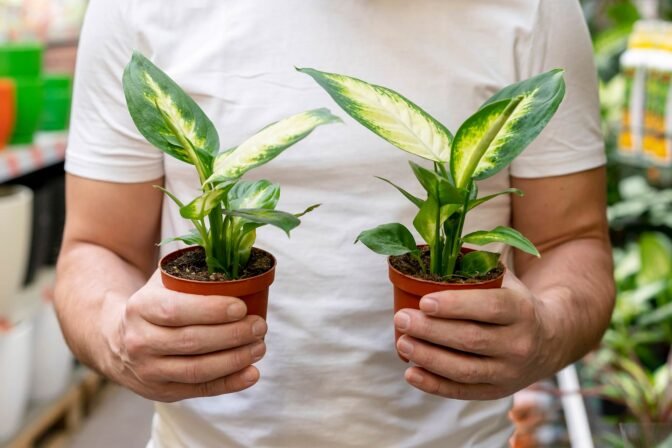 The Best Plants for Shady Areas in Your Backyard